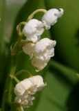 Convallaria majalis. Верхняя часть соцветия. Германия, г. Дюссельдорф, Ботанический сад университета. 04.05.2014.