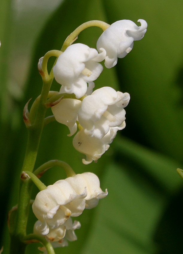 Изображение особи Convallaria majalis.