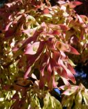 Ailanthus altissima. Соплодие. Южный берег Крыма, г. Алушта, городское озеленение. 26 августа 2013 г.