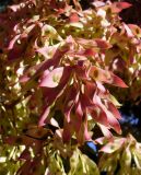 Ailanthus altissima