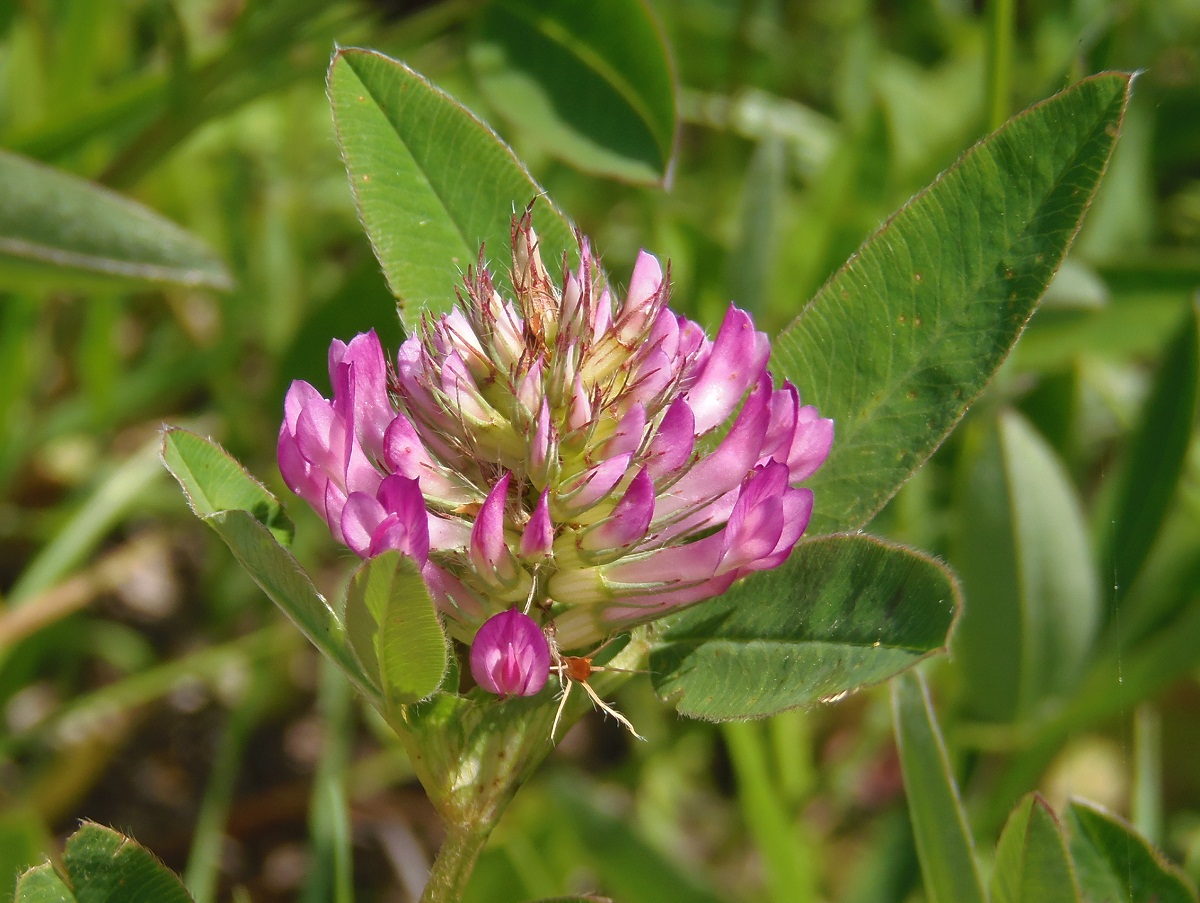 Изображение особи Trifolium medium.