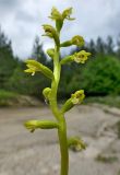 Image of taxon representative. Author is Тамара Галстян