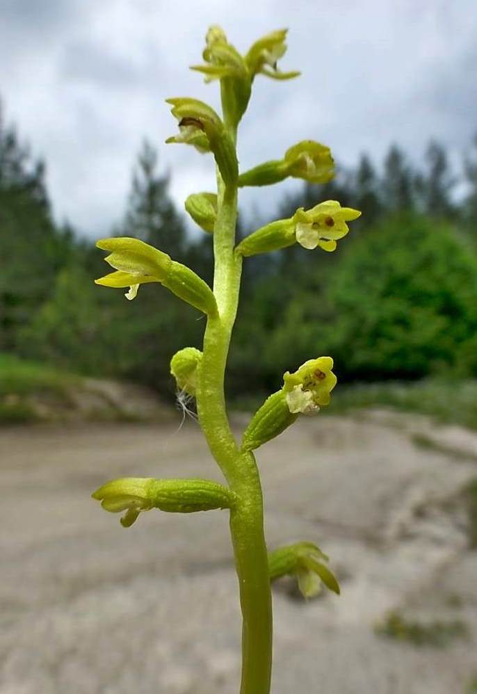 Изображение особи Corallorhiza trifida.