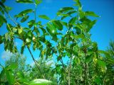 Salix pentandra