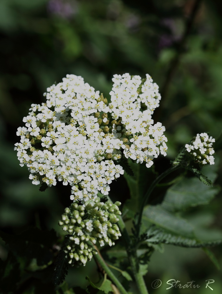 Изображение особи Achillea millefolium.