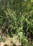 Epilobium tetragonum