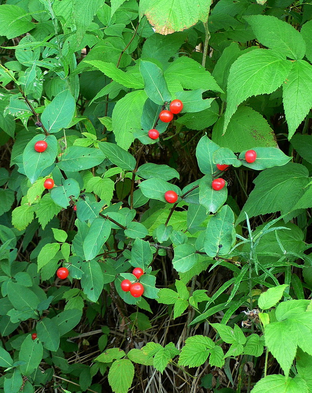 Image of Lonicera chamissoi specimen.