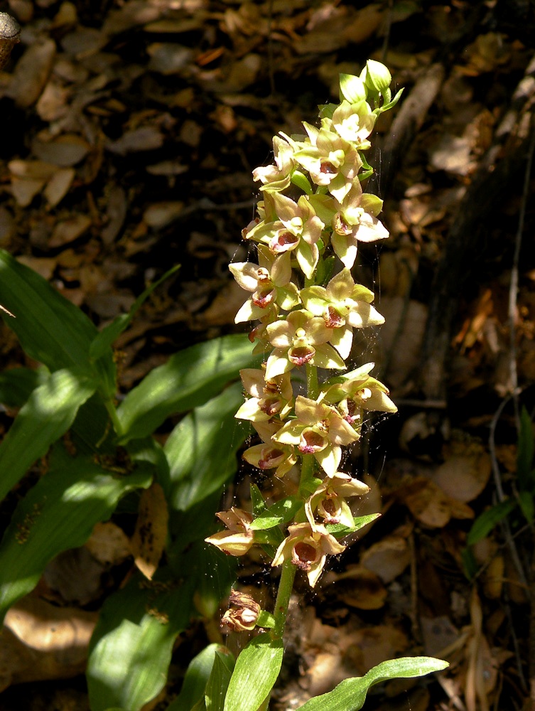Изображение особи Epipactis helleborine.