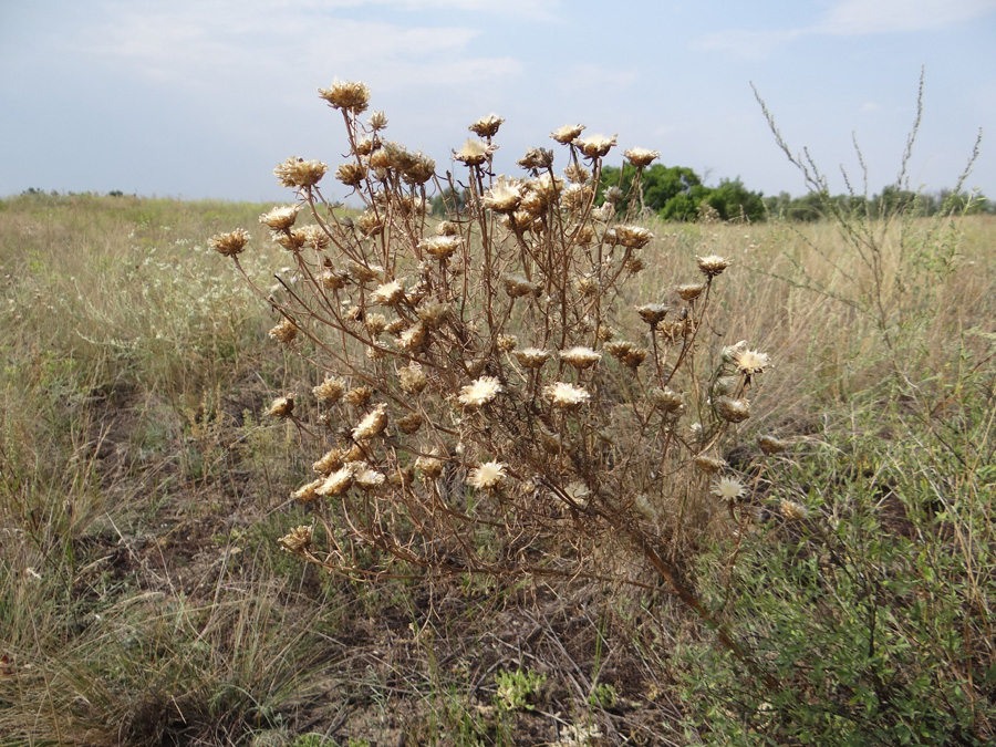 Image of Centaurea konkae specimen.