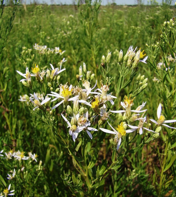 Изображение особи Galatella dracunculoides.