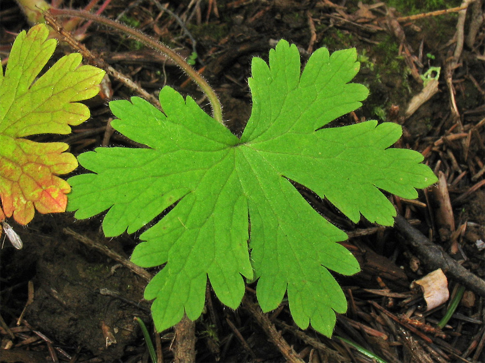 Image of Geranium bohemicum specimen.