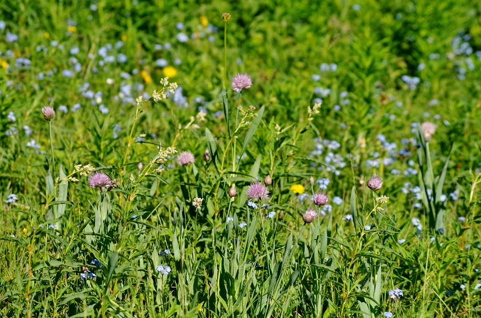Image of Allium platyspathum specimen.