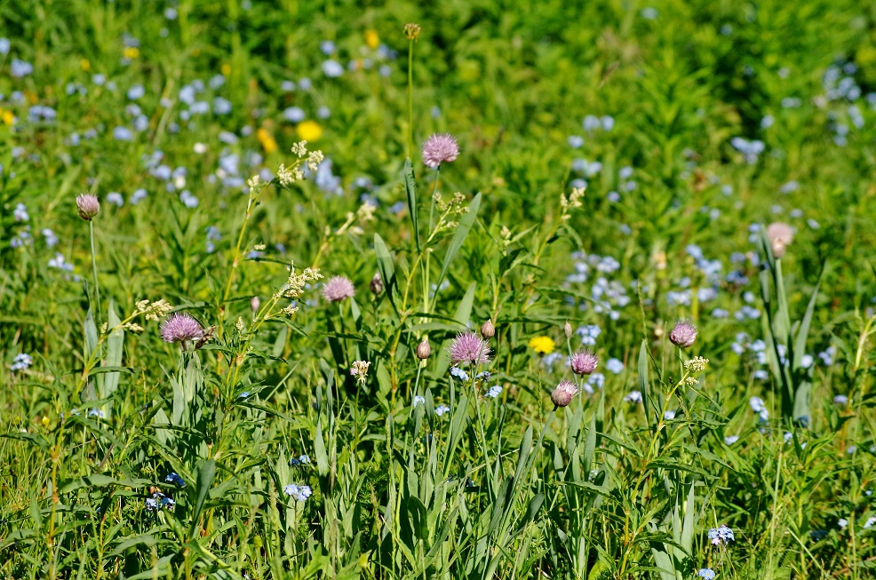 Изображение особи Allium platyspathum.