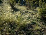 Stipa capillata