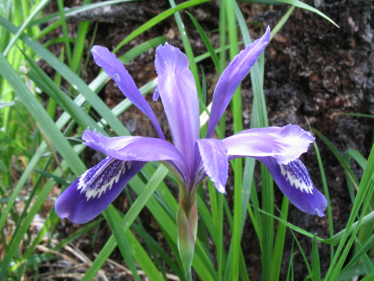 Image of Iris ruthenica specimen.