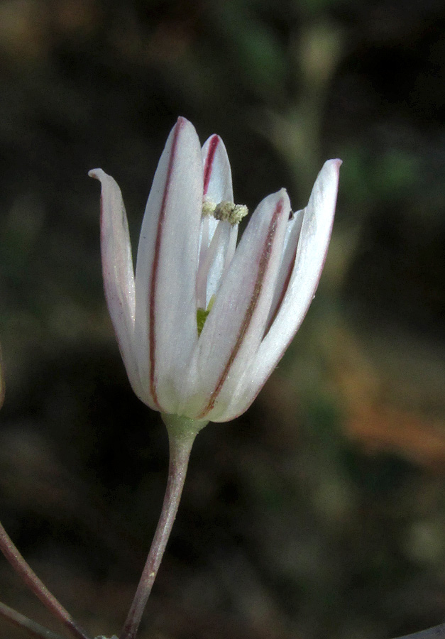 Image of Allium moschatum specimen.