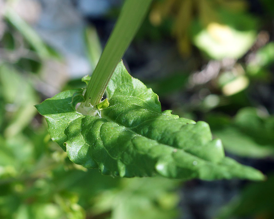 Image of Rumex tuberosus specimen.