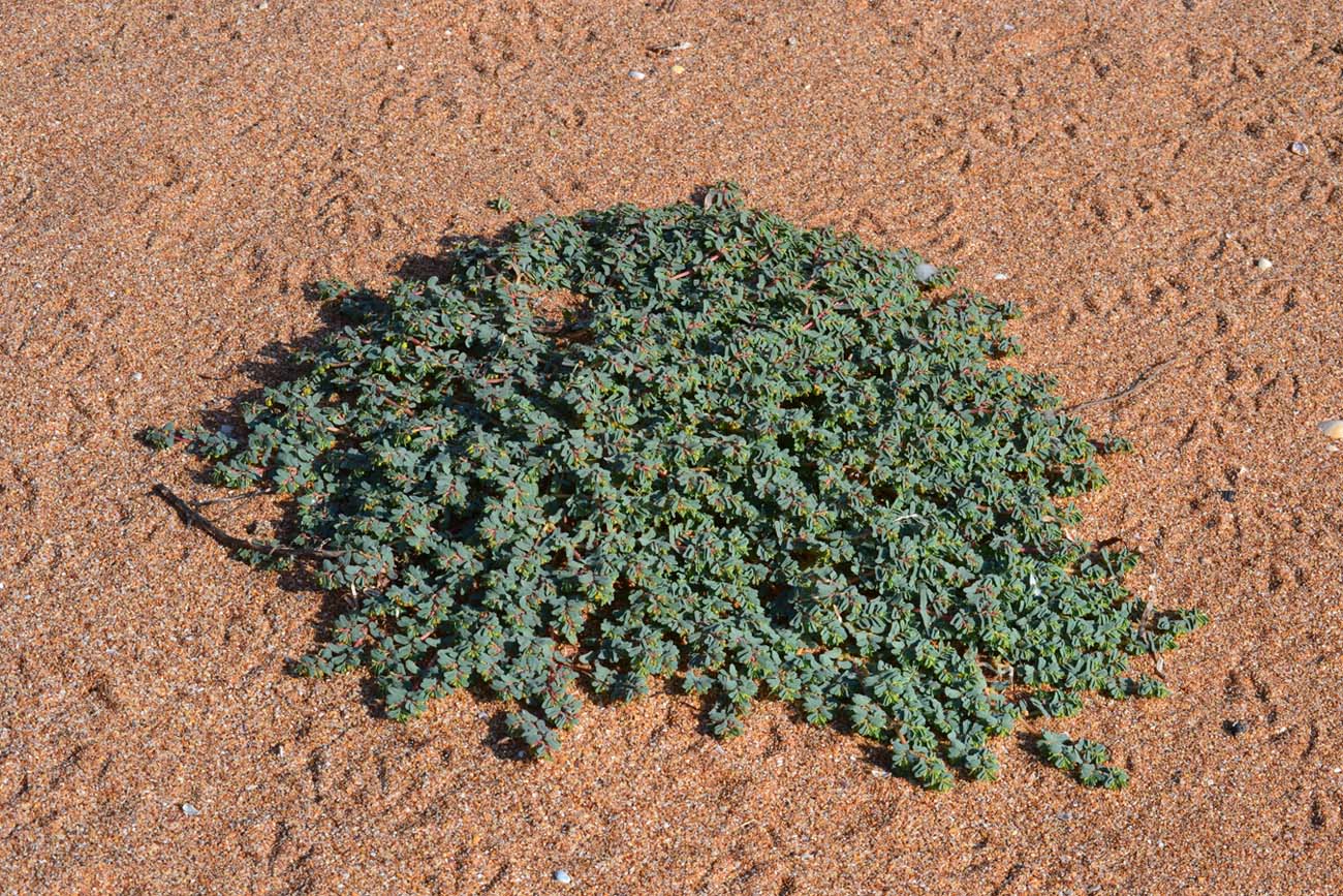 Image of Euphorbia peplis specimen.