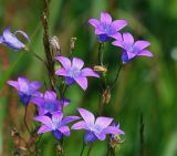 Campanula patula. Верхушка цветущего растения. Московская обл., Раменский р-н, окр. ж.-д. платформы Хрипань, просека под ЛЭП. 20.06.2014.