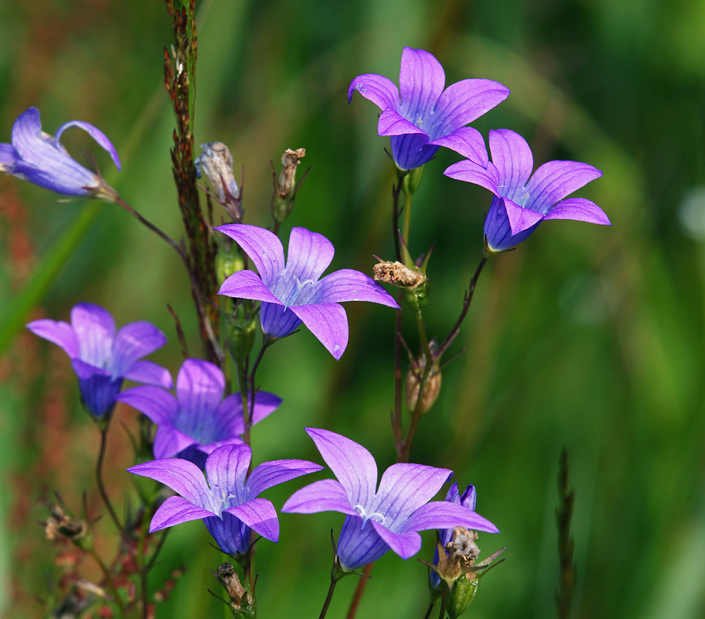 Image of Campanula patula specimen.