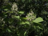 Catalpa ovata. Ветвь с соцветиями. Белгородская обл., пос. Борисовка, дендрарий заповедника. 28.06.2009.