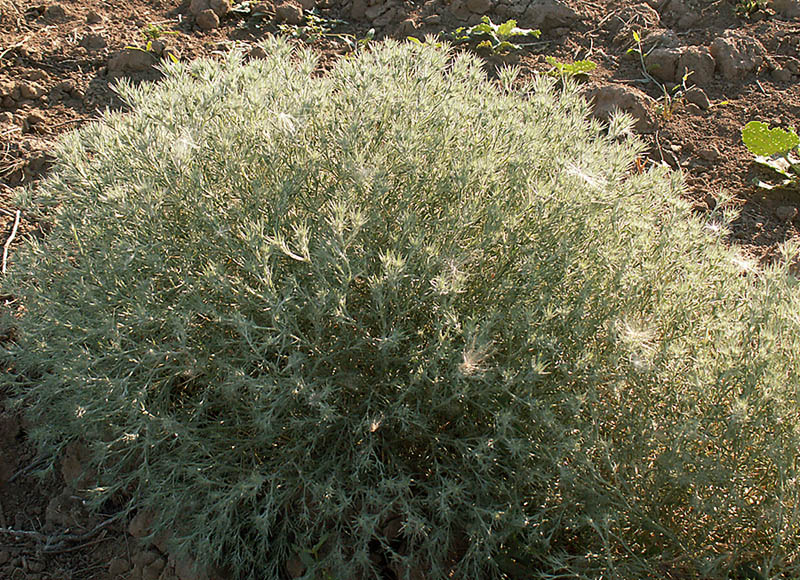 Image of Ceratocarpus arenarius specimen.