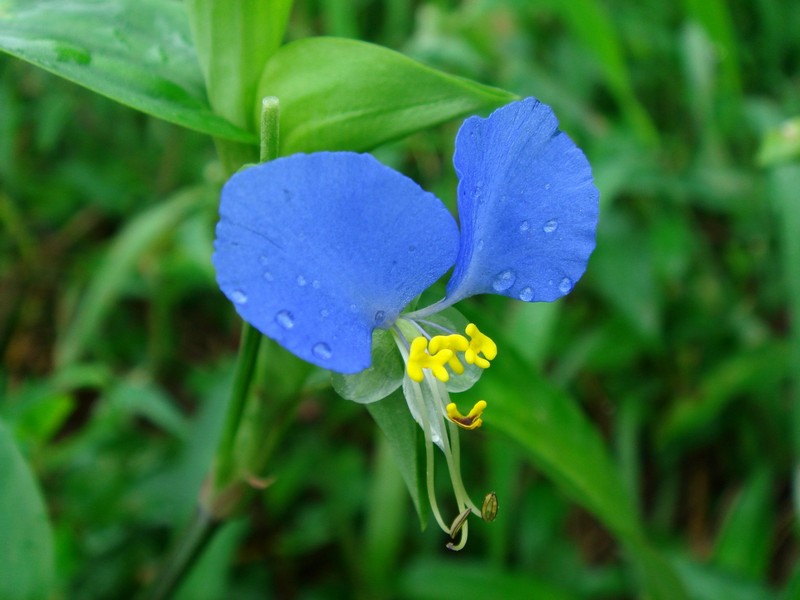 Изображение особи Commelina communis.