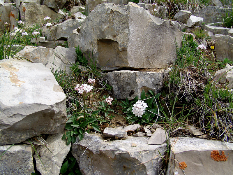 Image of Valeriana jelenevskyi specimen.