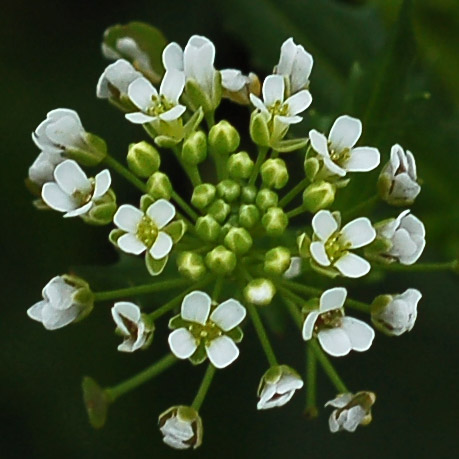 Image of Thlaspi arvense specimen.
