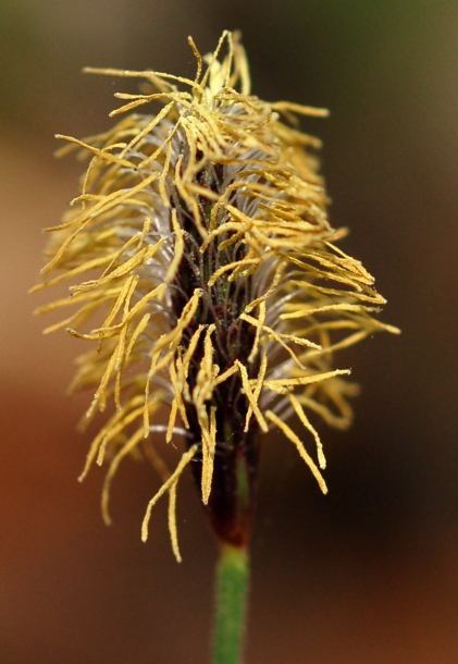 Изображение особи Carex campylorhina.