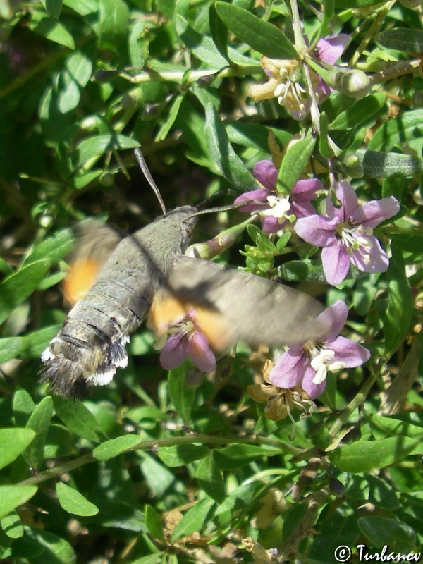 Image of Lycium barbarum specimen.