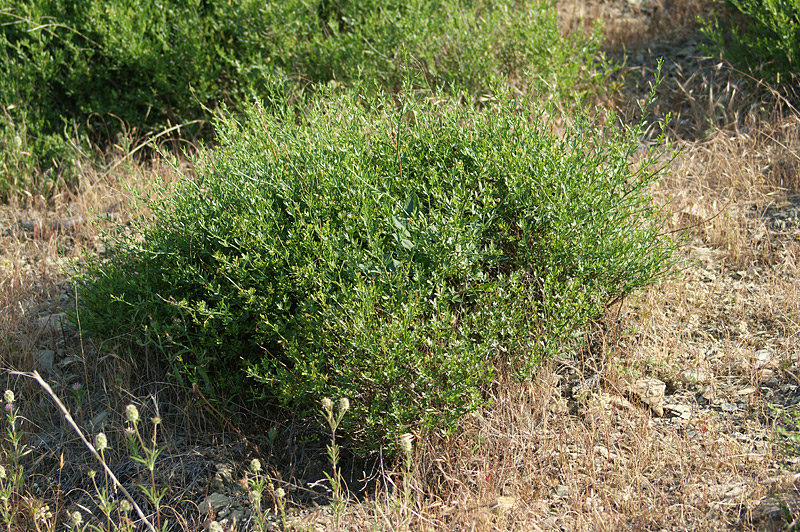 Image of Jasminum fruticans specimen.