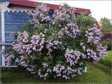 Syringa vulgaris