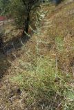 Asparagus officinalis. Плодоносящее растение. Крым, Сасыкская пересыпь. 6 сентября 2009 г.
