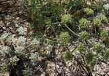 Astrodaucus littoralis. Зонтики с цветами и с плодами. На плодах видны ряда шипов по рёбрам. Крым, Арабатская стрелка, начало июля.