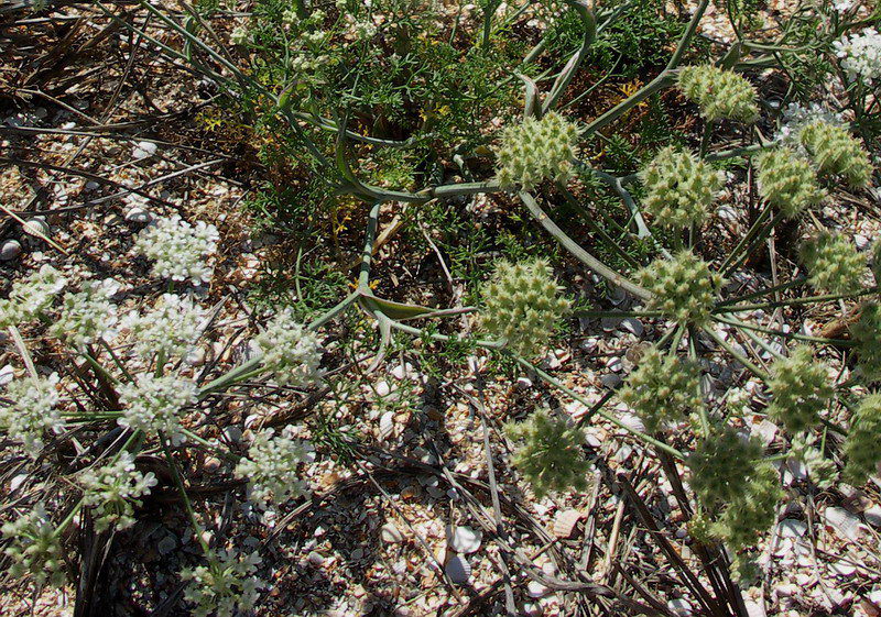 Изображение особи Astrodaucus littoralis.