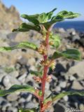Image of taxon representative. Author is Илья Турбанов