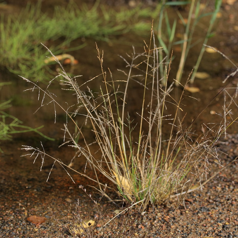 Image of Puccinellia distans specimen.