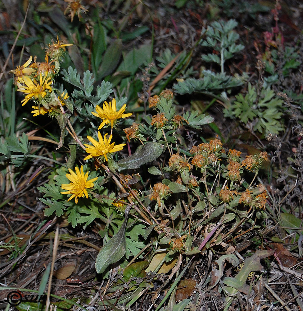 Изображение особи Grindelia squarrosa.