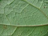 Image of taxon representative. Author is Геннадий Окатов
