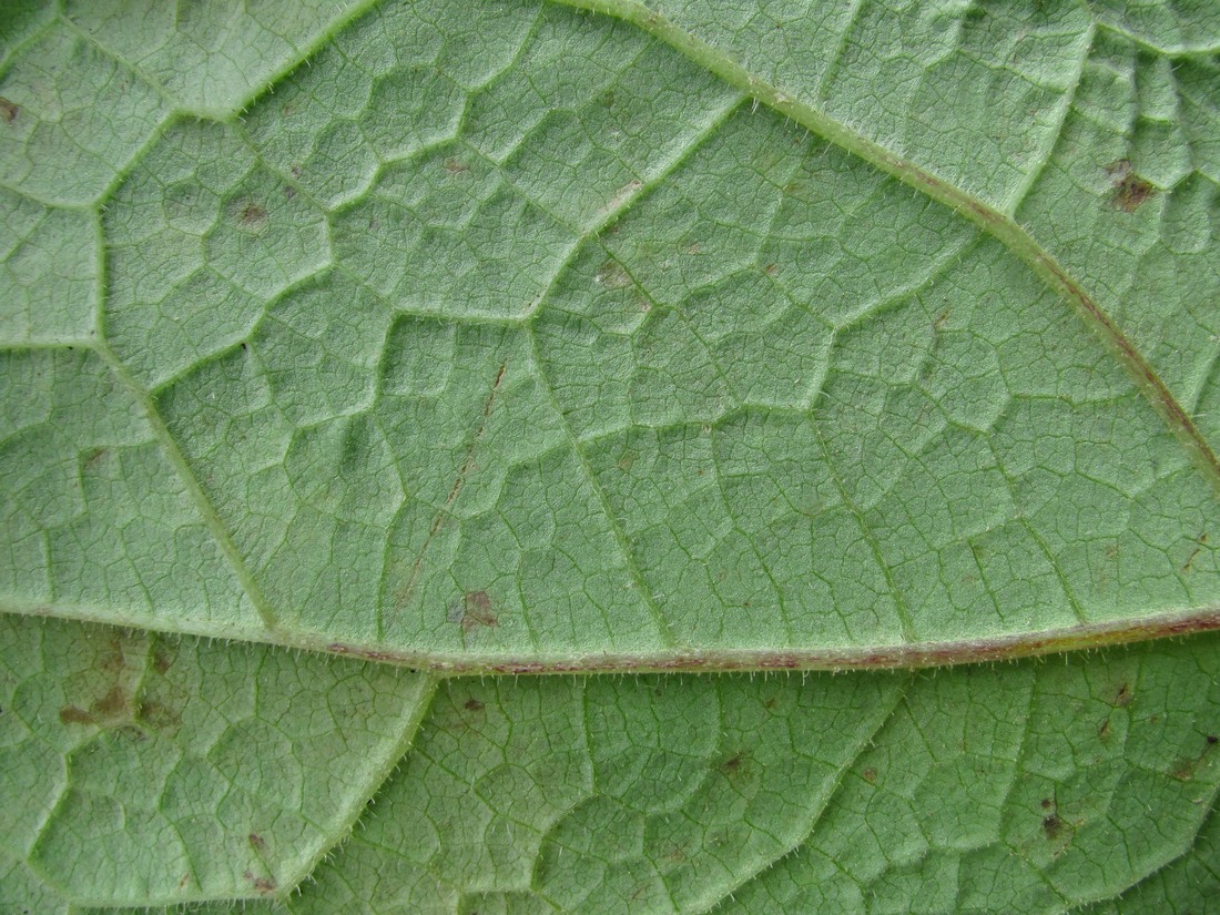Image of Petasites hybridus specimen.