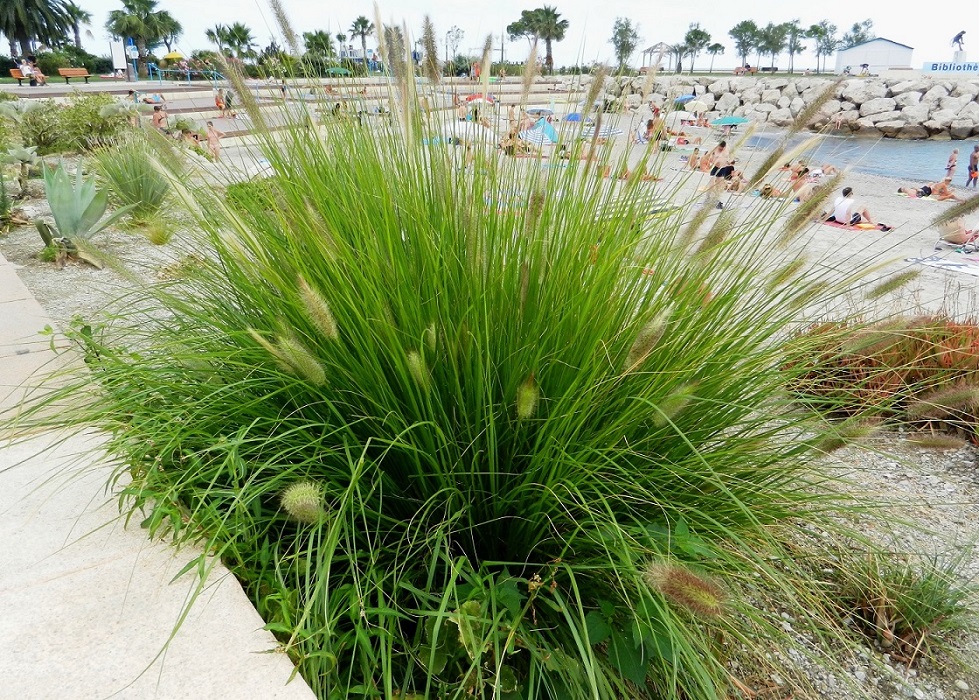 Image of Pennisetum villosum specimen.