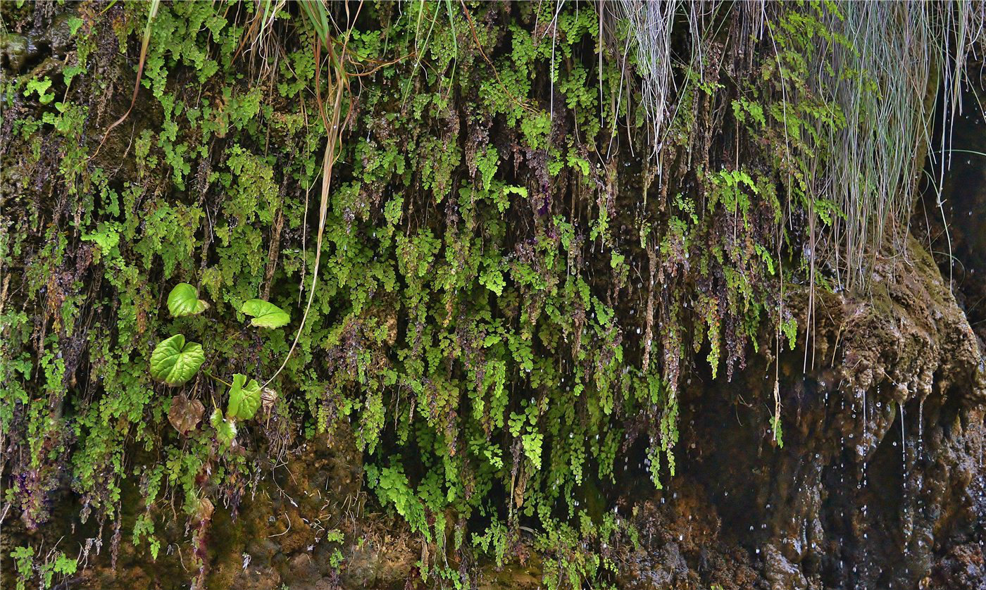 Изображение особи Adiantum capillus-veneris.