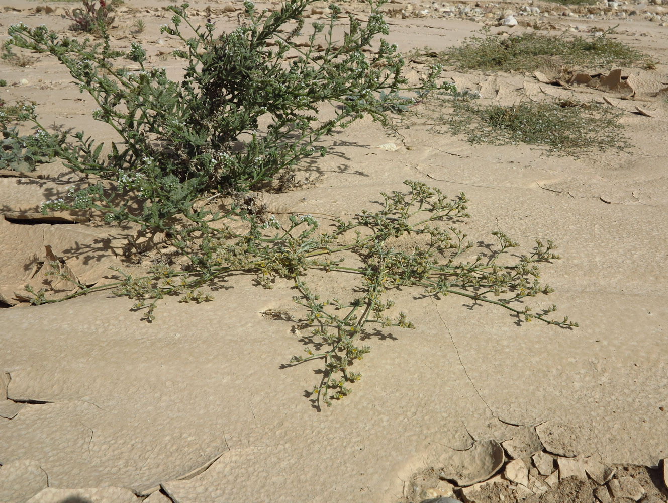 Image of Polycarpaea repens specimen.