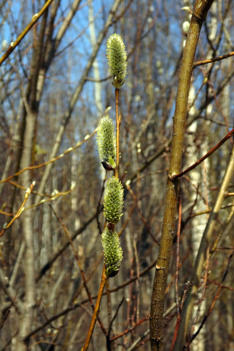Изображение особи Salix phylicifolia.