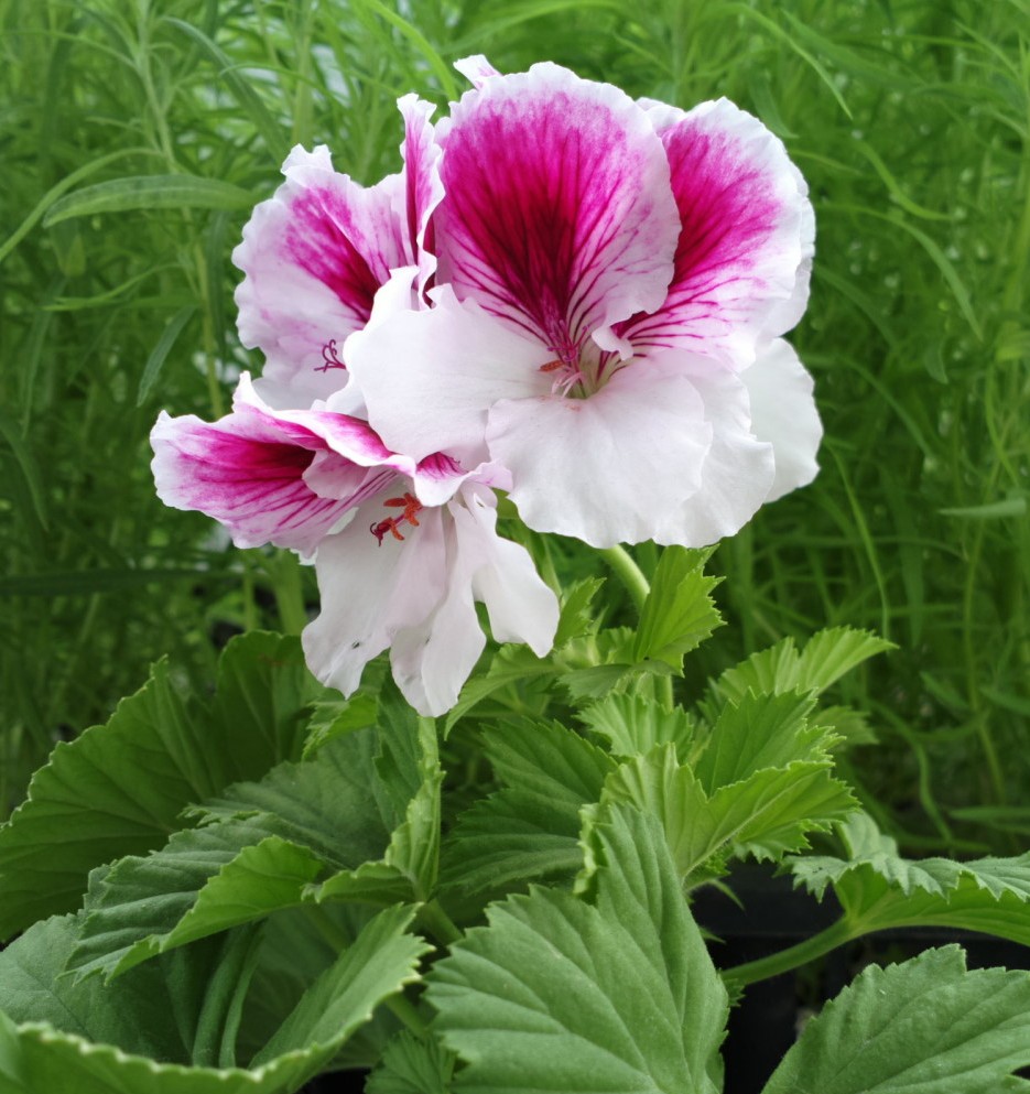 Image of Pelargonium &times; domesticum specimen.