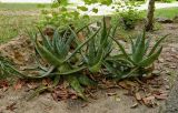 Aloe maculata. Вегетирующие растения. Испания, Андалусия, провинция Малага, г. Бенальмадена, озеленение. Август 2015 г.