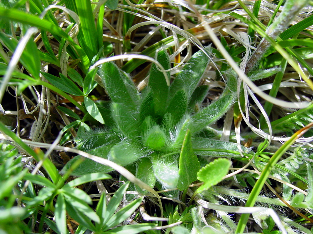 Изображение особи Eritrichium caucasicum.