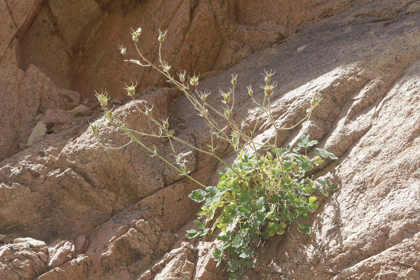 Image of Aquilegia tianschanica specimen.