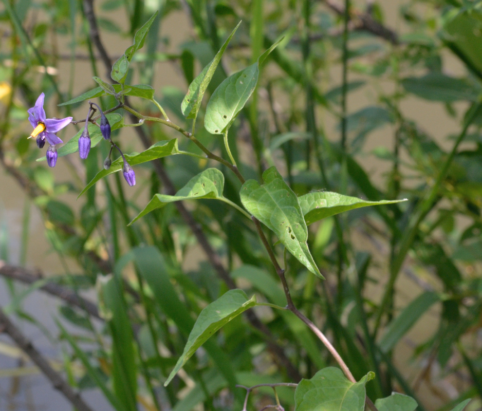 Изображение особи Solanum dulcamara.